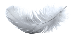 pluma